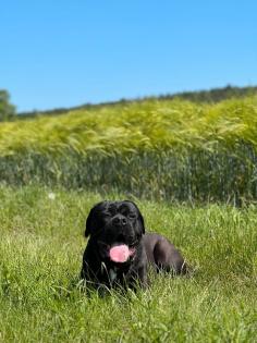 Cane Corso Rüde 3 jahre alt