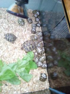 Junge Griechische Landschildkröten THB NZ 2021