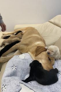 Labrador Welpen, reinrassig, Babylabradore
