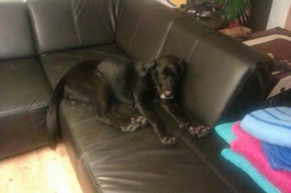 Labrador- Doggen-Mix Hündin