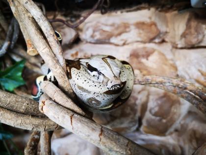 0. 1 Boa Constrictor Constrictor Guyana