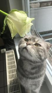 Bkh kater 5 jahre