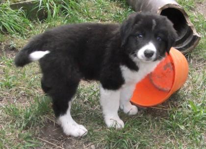 Border Collie -Welpen mit VDH/FCI Papieren
