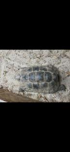 Maurische Landschildkröten