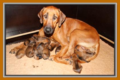 Rhodesian Ridgeback Hurra die Welpen sind da