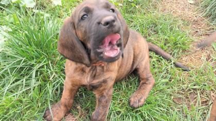 Hannoversche Schweißhunde