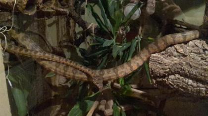 Corallus hortulanus