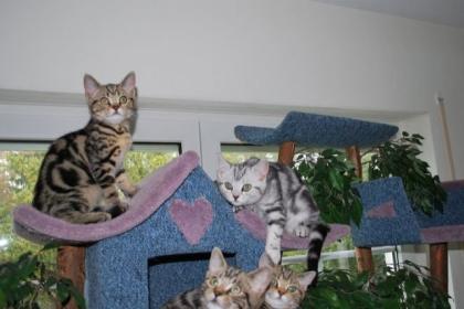 Kater in golden tabby classic sofort abzugeben