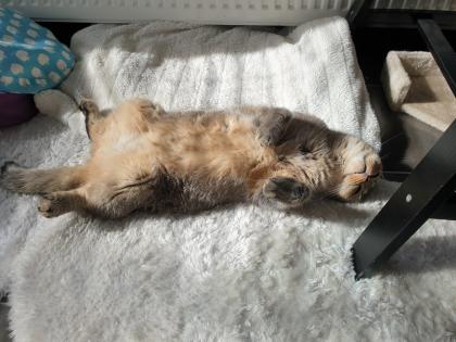 Kastrierter Kater Scottisch Fold 4 Jahre alt