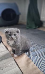 BKH EKH Kitten Dezember abgabebereit