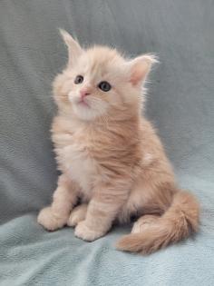Maine Coon Kitten reinrassig
