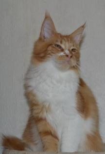 Maine Coon Youngster in red tabby w white mit Stammbaum