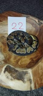 Mehrere Königspythons Regius abzugeben in Soest/Nrw