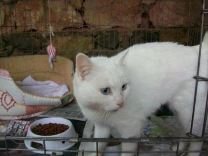 Weiße Kuschel-Katze sucht zu Hause