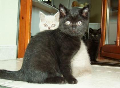 Super süße Britisch-Kurzhaar-Katzenbabys BKH abzugeben