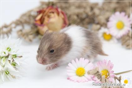 Zauberhafte, zahme Goldhamster und Teddyhamster