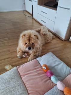 Chow Chow zu verkaufen.
