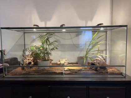 Kornnatter Schwarz Grau mit Terrarium und Buch