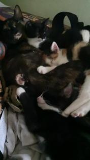 Freche Katzenbabys