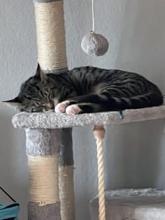 Europäische Kurzhaarkatze