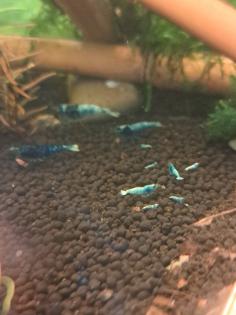 Caridina Deep Blue Bolt low-mid Süßwasser Garnelen