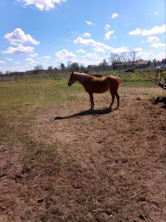 Welsh Pony Mix Stute