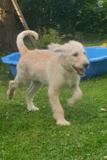 Noch 1 süßer Goldendoodle Welpe sucht seine Traumfamilie