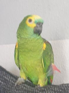 Papagei blaustirnamazone