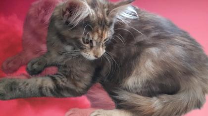 Kitten 14 Wochen sucht zuhause