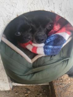 Chihuahua Mix Welpen