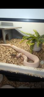 Python regius Bestandsauflösung