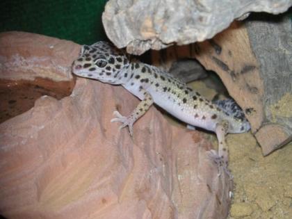 Leopardgeckos aus Hobbyzucht abzugeben