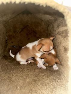 Zwei Chihuahua Welpen