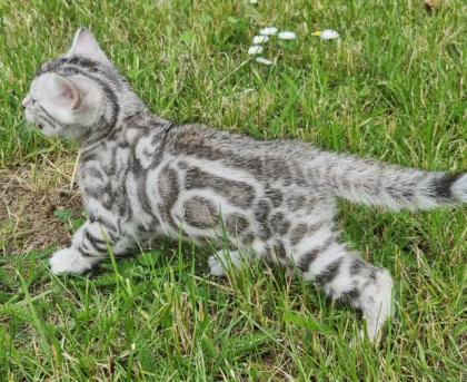 Reinrassige Black Silber Bengal Junge geboren. 3. 52022