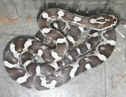 Hübsche Kornnatterbabys anery und ghost