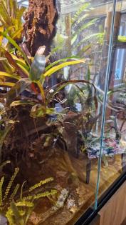 2 zu einem zusammengefügtes Terrarium Baujahr 2018 umständehalber zu verkaufen