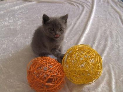 Reinrassige Chartreux Kitten Weibchen