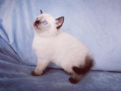 Kitten, Katzen Babys