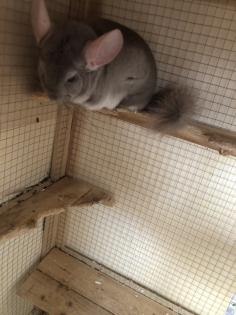 2 Chinchilla Pärchen