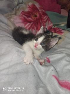4 baby Kater suchen noch