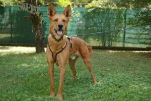 RED TEDDY - männlich 7 Jahre 69 cm 32. 7 kg Mix Gechipt Kastriert