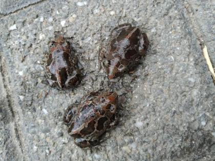 Wechselkröte bufotes viridis NZ 2021 Knoblauchkröte Pelobates Fuscus NZ 2021