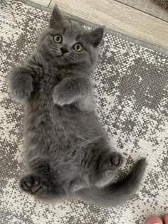 Britisch kurzhaar kitten