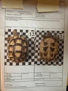 4- und 3-jährige Landschildkröten, Testudo Marginata, Breitrandschildkröten aus artgerechter,