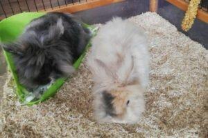 REXI und Fritzi - männlich ca. 4 Jahre Langhaar-Kaninchen Kastriert