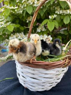 Hühner Küken Olivleger marans haubenhuhn serama Henne Hahn