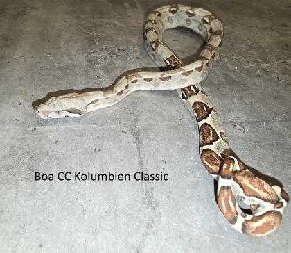 Boa C. C. Hypo Boa C. C. Kolumbien Classic Babys