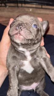 Französische Bulldogge