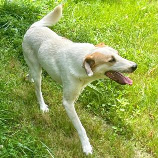 Simba / Status sucht ein Zuhause