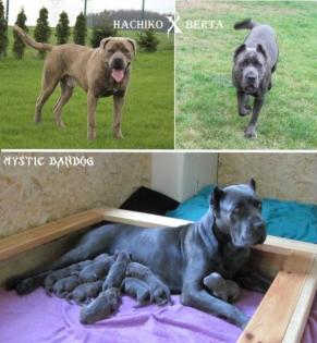 American Bandogge Mastiff